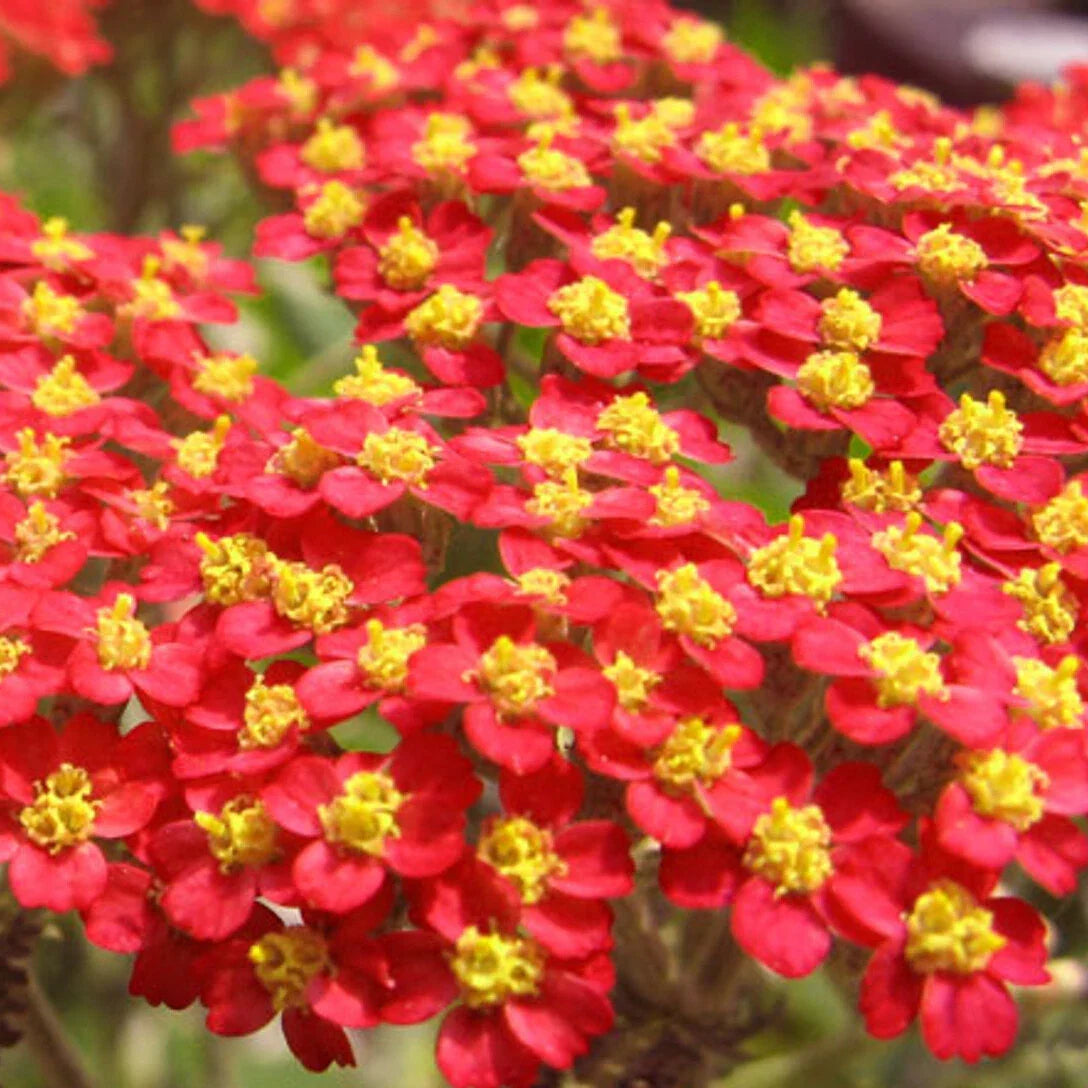 Red Yarrow Seeds - Achillea millefolium 'Red' Perennial for Wildflower Gardens, Pollinator Attractant, Drought-Tolerant, Non-GMO, Free Shipping