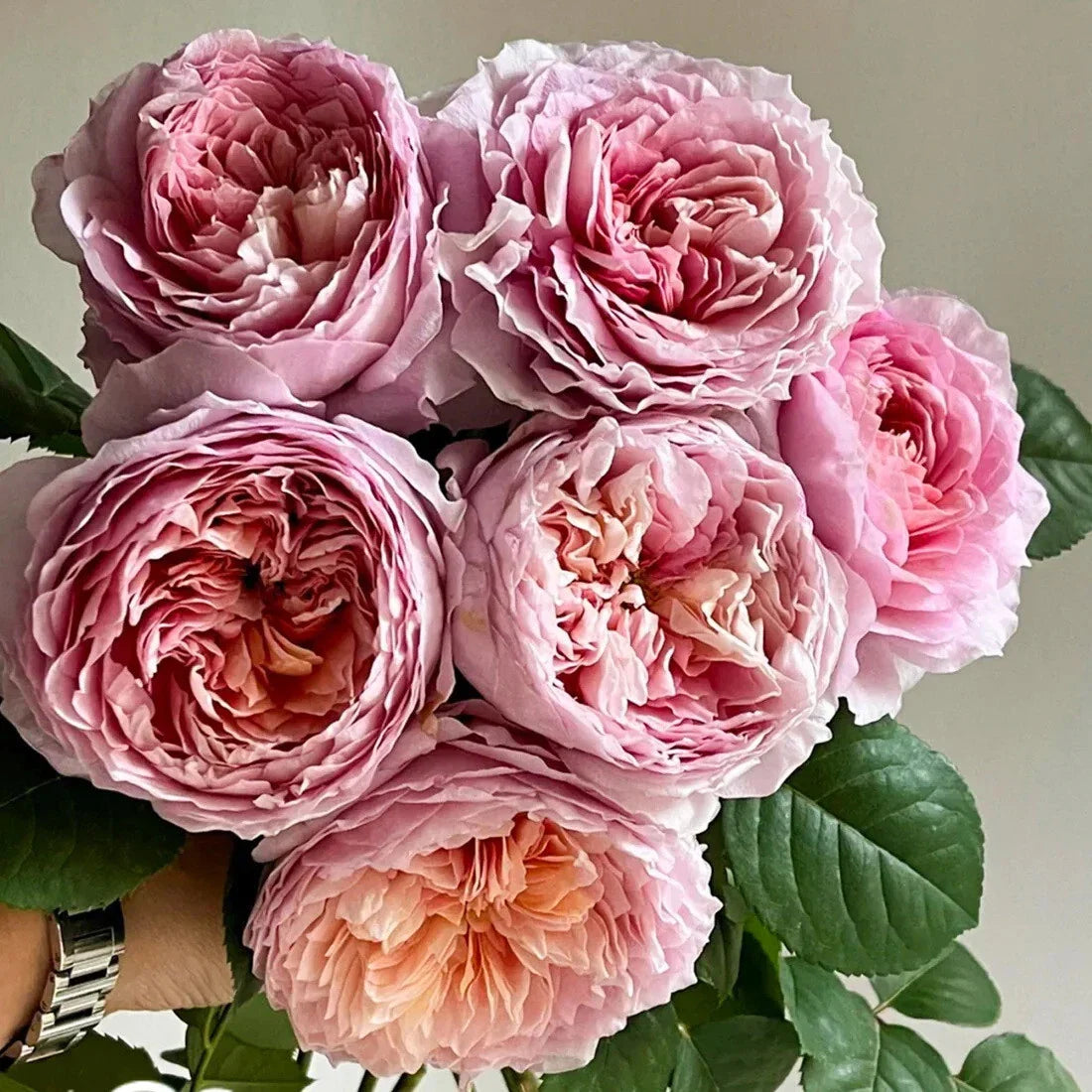 Super Rare Tantau Highgarden Rose Cuttings – 3 Rooting Grafting Cuttings Rosa 'Highgarden' for Garden, Landscape, and Floral Arrangements