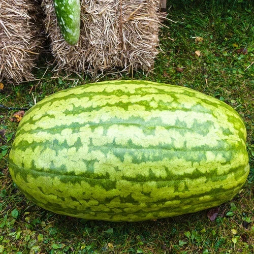 Carolina Cross Watermelon Seeds - 50+ Pack for Gardening - Citrullus lanatus - Sweet, Juicy, Non-GMO, USA Grown