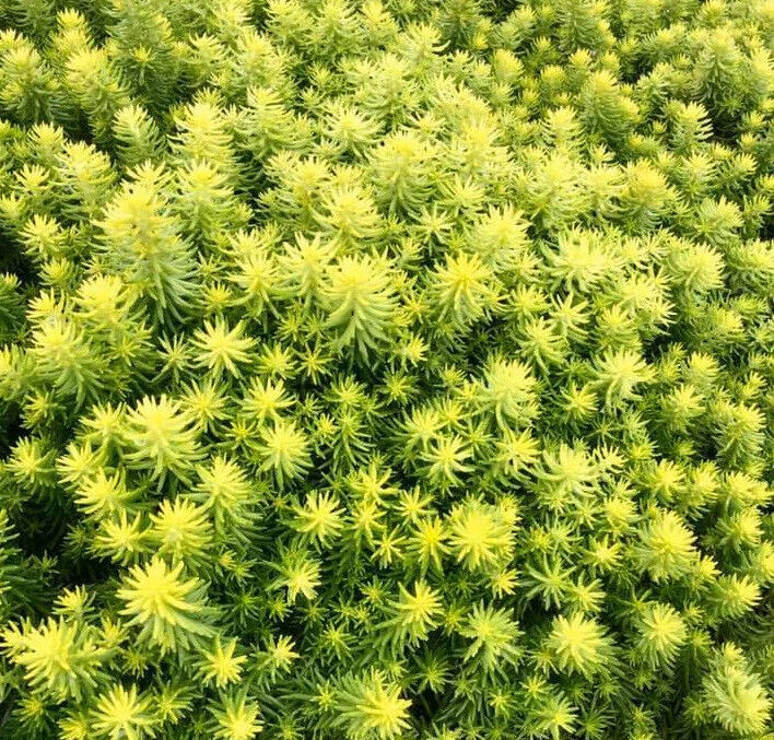 Sedum SunSparkler Angelina Teacup Succulent Mat Ground Cover Plant - Stonecrop Sedum 'Angelina'