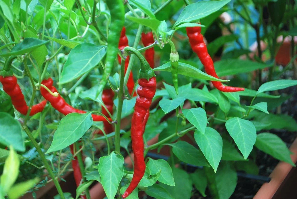 Cayenne Long Red Thin Pepper Seeds – Non-GMO, Heirloom, Capsicum annuum, Spicy Chili for Cooking & Gardening