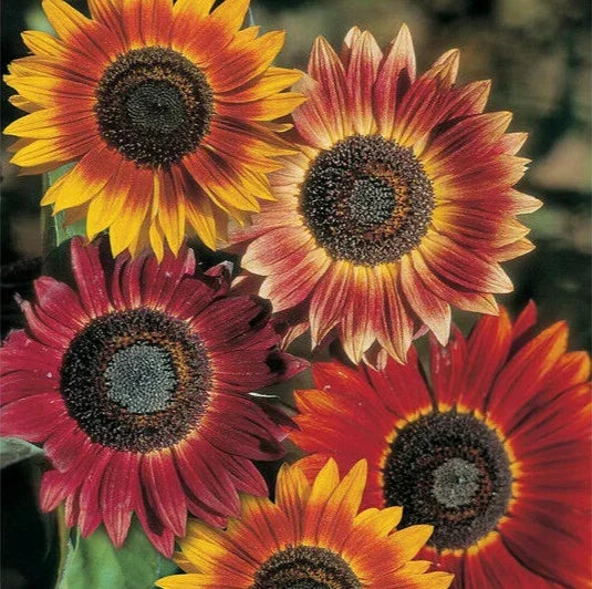 Evening Sun Sunflower Seeds | Bicolor Multicolor Flowers | Helianthus annuus | 50 Pack