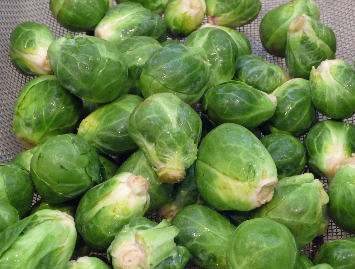 Brussel Sprouts Seeds - Long Island Improved Variety - Non-GMO Brassica oleracea - Home Garden, Container Growing