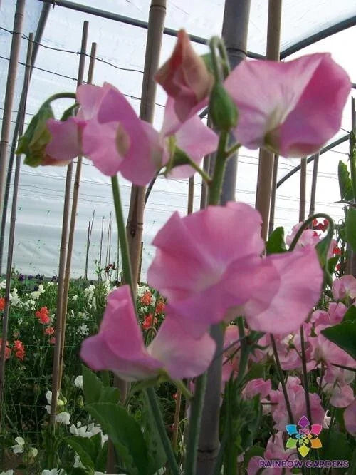 Sweet Pea Seeds 50+ Pack Light Pink Fragrant Climbing Vine Lathyrus odoratus USA Free Shipping