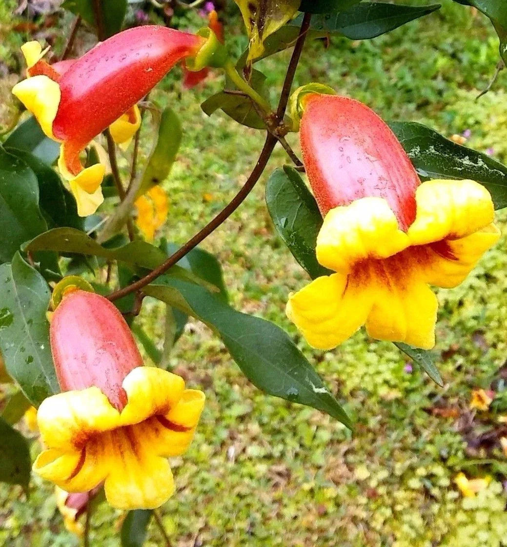 Live Plant - Tangerine Beauty Cross Vine Bignonia Capreolata with Yellow-Orange Flowers, Climbing Garden Plant for Trellises and Fences