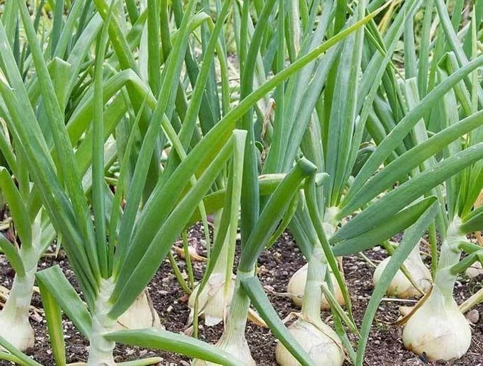Treated Vidalia Sweet Onion Seeds Pack of Heirloom Non-GMO Vegetable Gardening Seeds Allium cepa