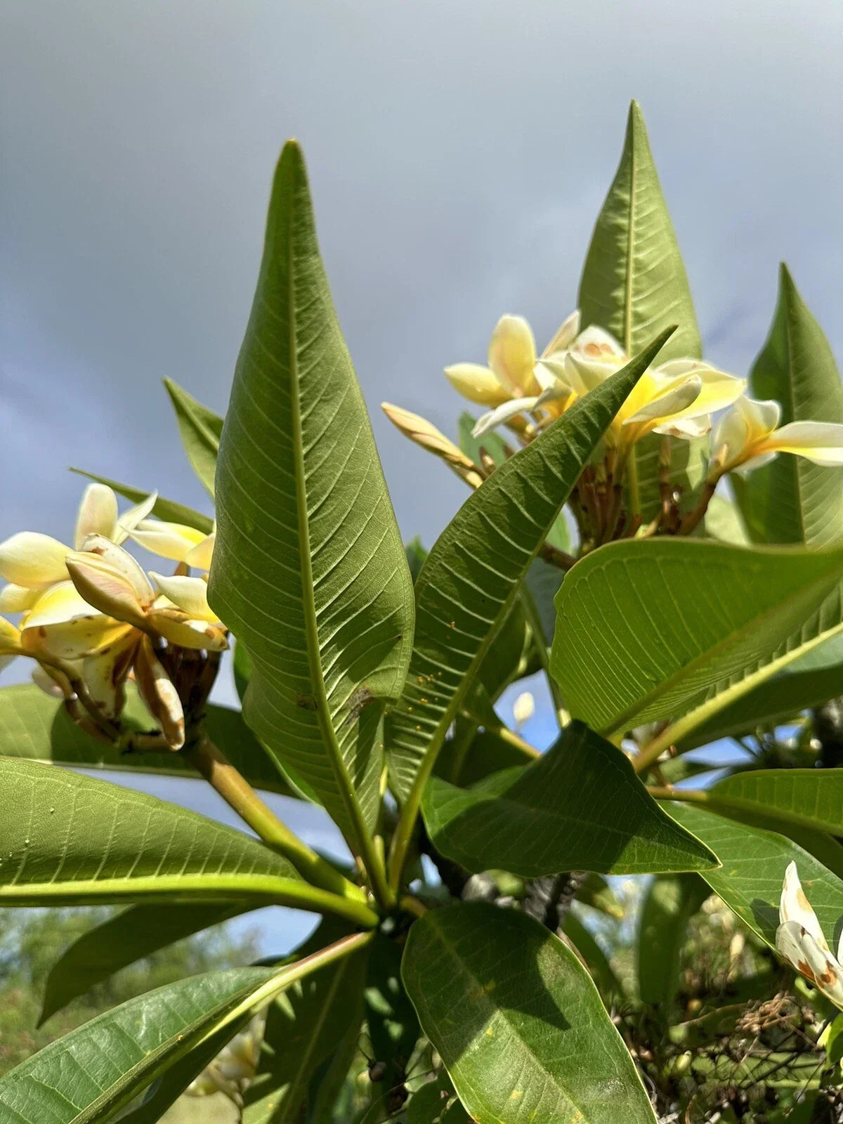 Yellow Plumeria Starter Cutting - Triple Head, Fresh Plant, Plumeria spp., Tropical Fragrant Flower, 10 Inch