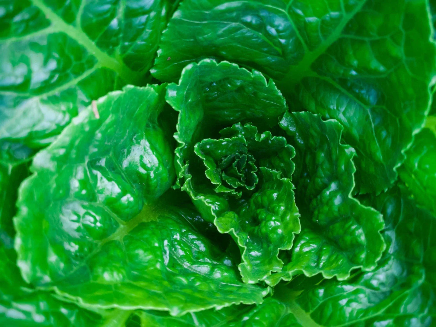 Parris Island Lettuce Seeds - Non-GMO Heirloom Loose-Leaf Variety for Urban Gardening, 200 Seeds, Lactuca sativa