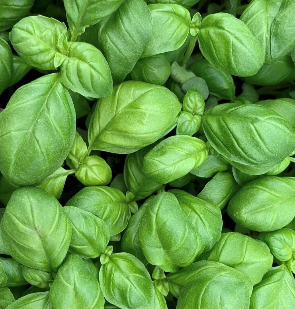 Genovese Basil Seeds 600+ Non-GMO Herb for Garden, Culinary, Aromatic, Ocimum basilicum