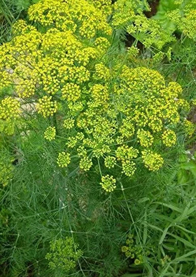Dill Seeds 500+ Pack Anethum graveolens Culinary Herb for Pickling & Gardening Free Shipping