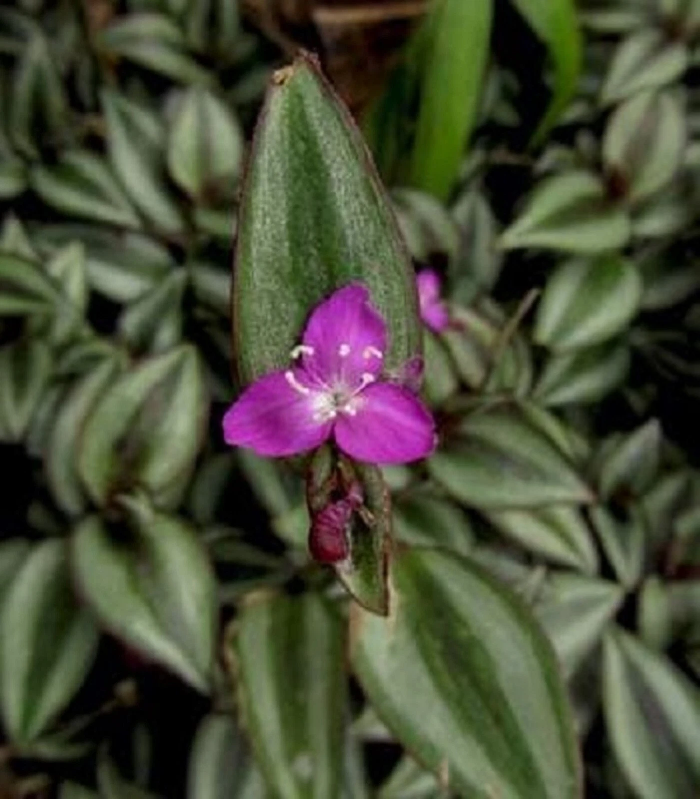 5 Potted Tradescantia Zebrina Evanesce Wandering Jew Indoor Houseplants Pink Purple Foliage