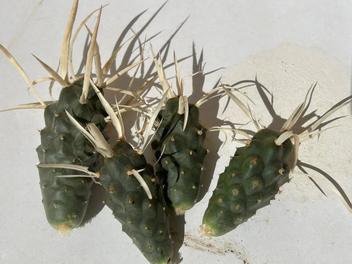 Tephrocactus articulatus v. papyracanthus Cuttings – Paper Spine Cactus Succulent Plant Decor – 4 Pieces