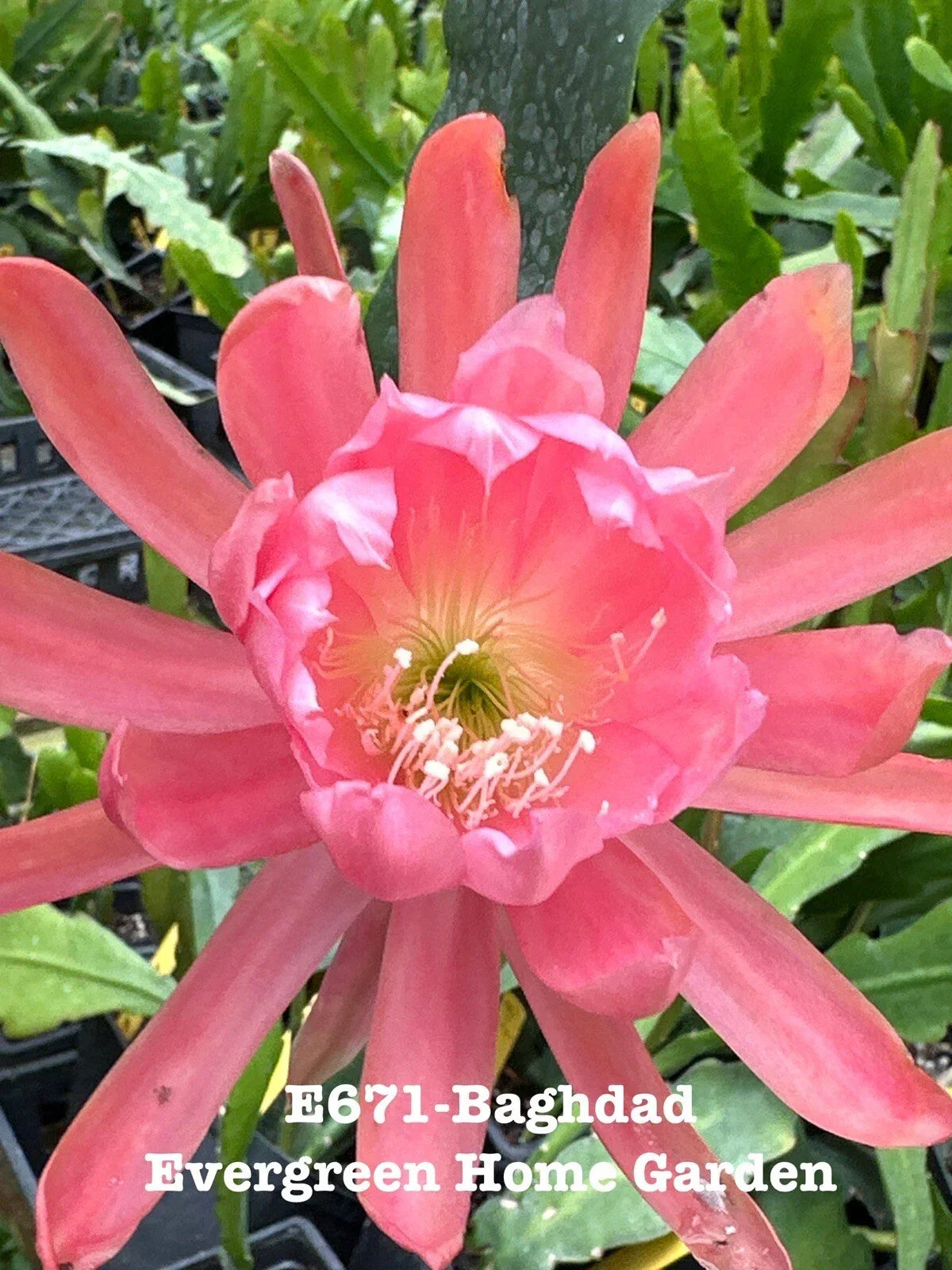 Epiphyllum Orchid Cactus Baghdad Rooted Houseplant 4-Inch Pot, Tropical Succulent, Easy Care Indoor Plant