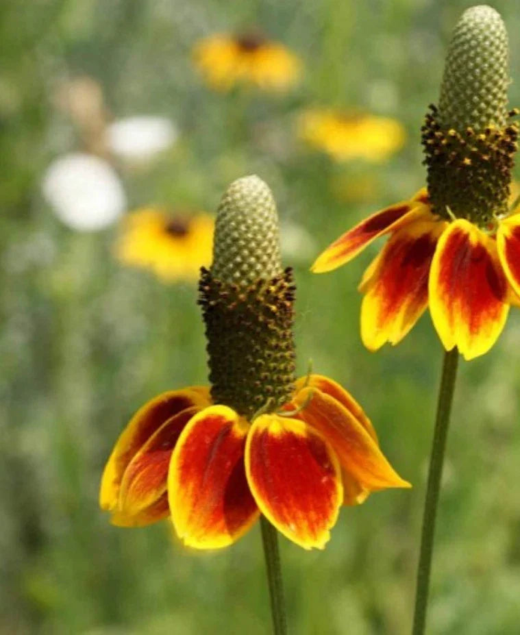 Mexican Hat Flower Seeds 1000 Count - Native Drought Tolerant Deer Resistant Ratibida columnifera