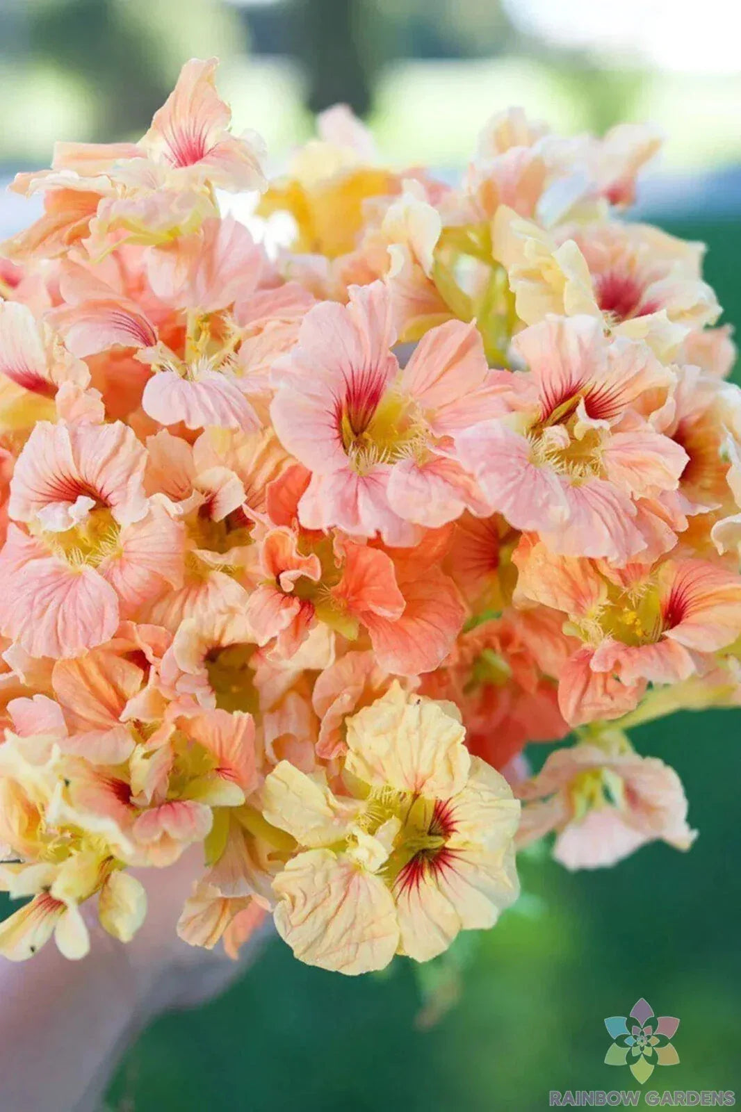 Salmon Gleam Nasturtium Seeds Pack of 50+ | Tropaeolum majus Annual Flower for Garden, Borders, Containers, Edible Flowers