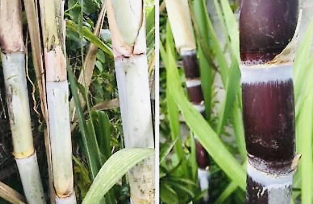 Fresh Cut Sugar Cane Sticks 8 Pack Green or Purple Saccharum officinarum Non-GMO for Planting & Culinary Use