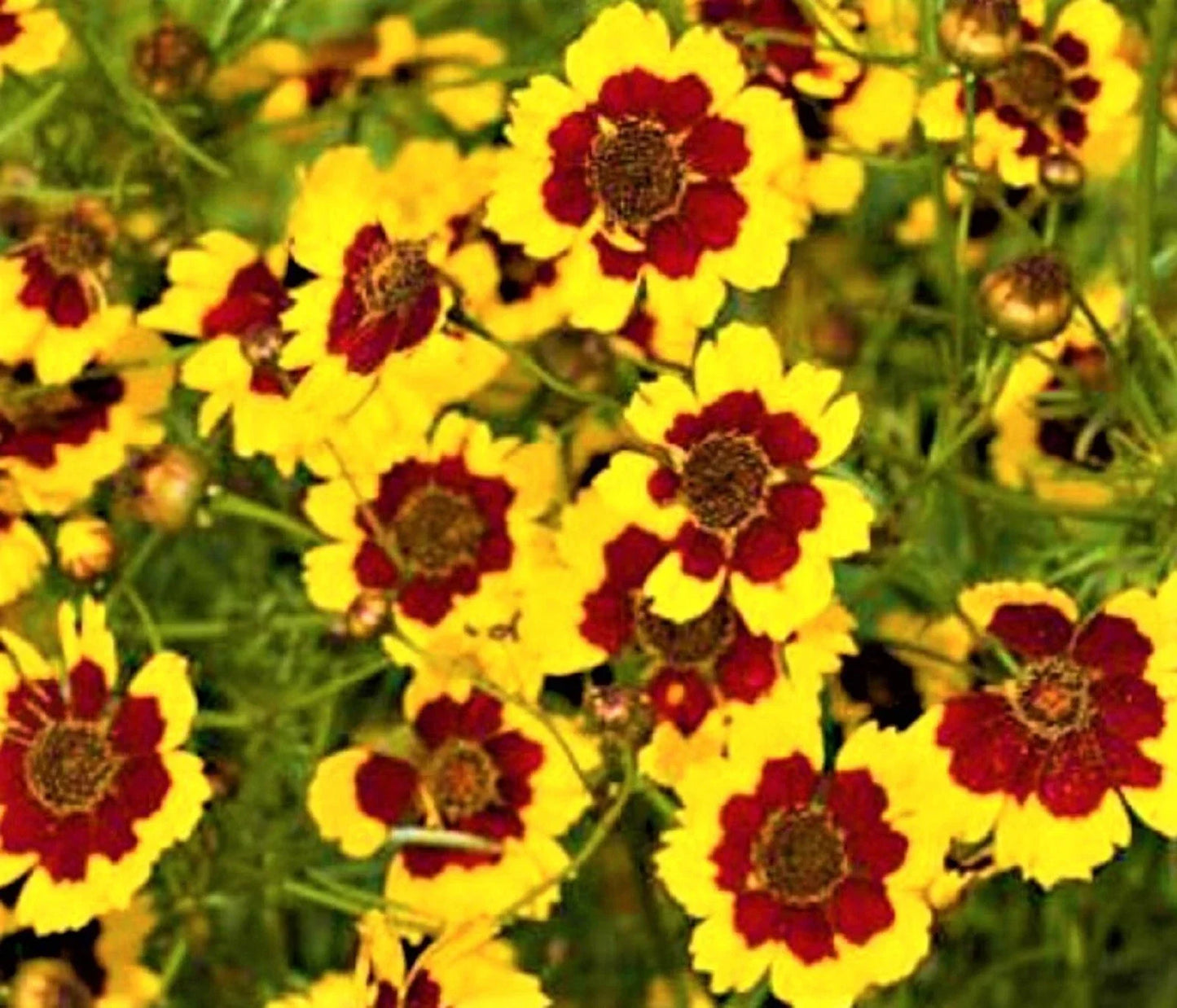 Coreopsis Seeds - 300+ Non-GMO Plains Coreopsis (Coreopsis tinctoria) for Wildflower Gardens & Pollinator Attracting