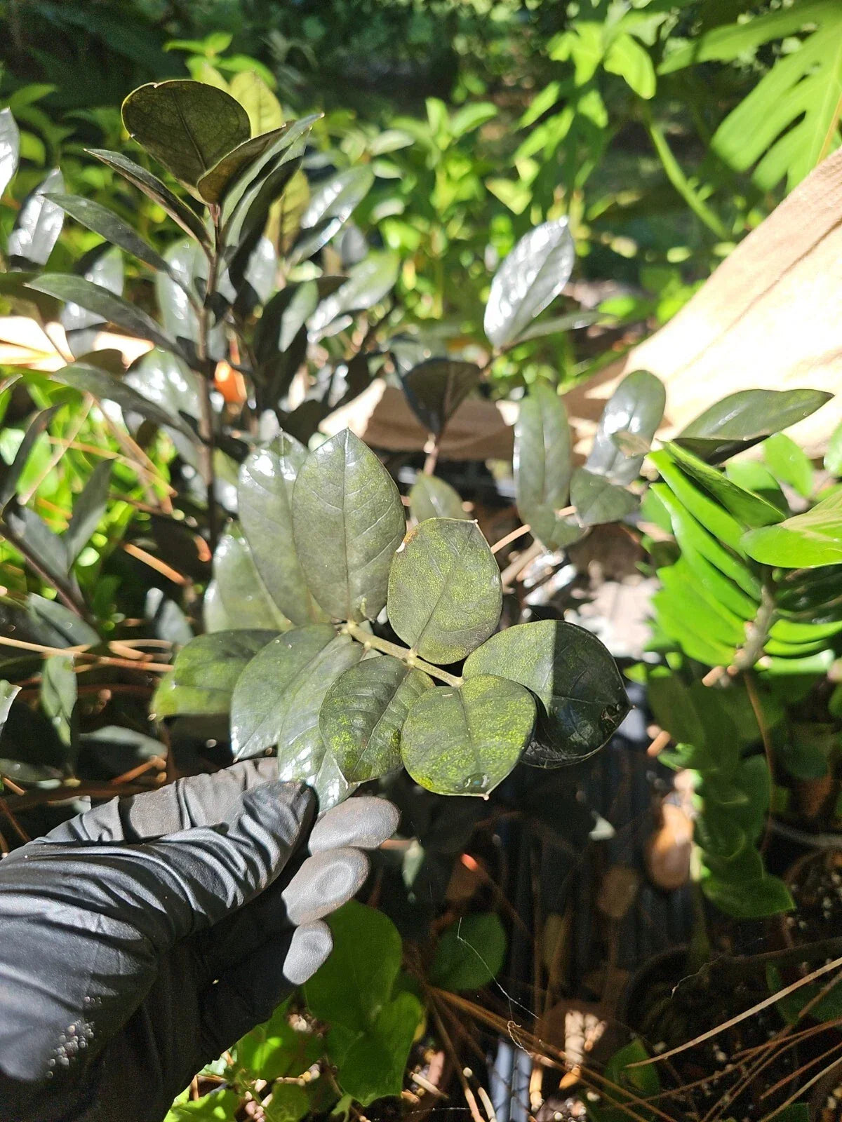 Black Raven ZZ Plant Cutting 2 Nodes, Zamioculcas Zamiifolia, Indoor Houseplant, Low Maintenance, Air-Purifying, Propagation Ready