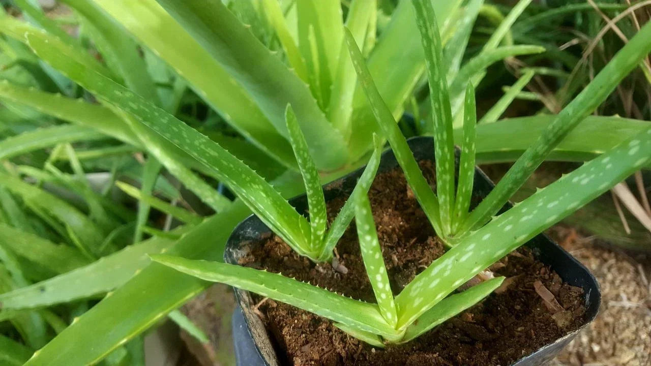 70 Organic Aloe Vera Plants 4" Pot | Medicinal Aloe barbadensis Miller Succulents for Skin Care & Home Remedies