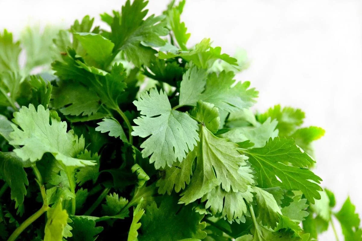 Organic Cilantro Seeds - 25 Non-GMO Coriander Seeds for Herb Garden - Coriandrum sativum - USA Spice Seasoning