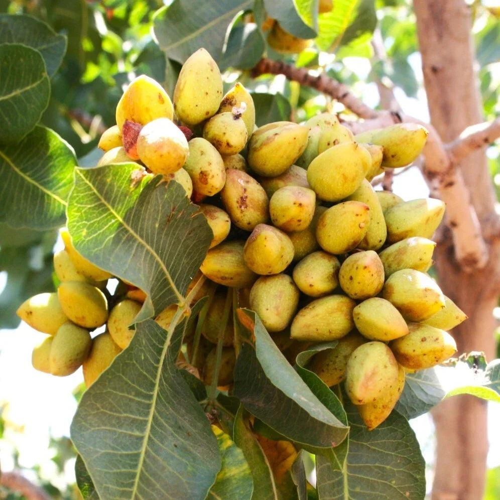 Pistachio Tree Seeds | Perennial Nut Tree | Pistacia Vera | Green Nut Plant for Home Garden