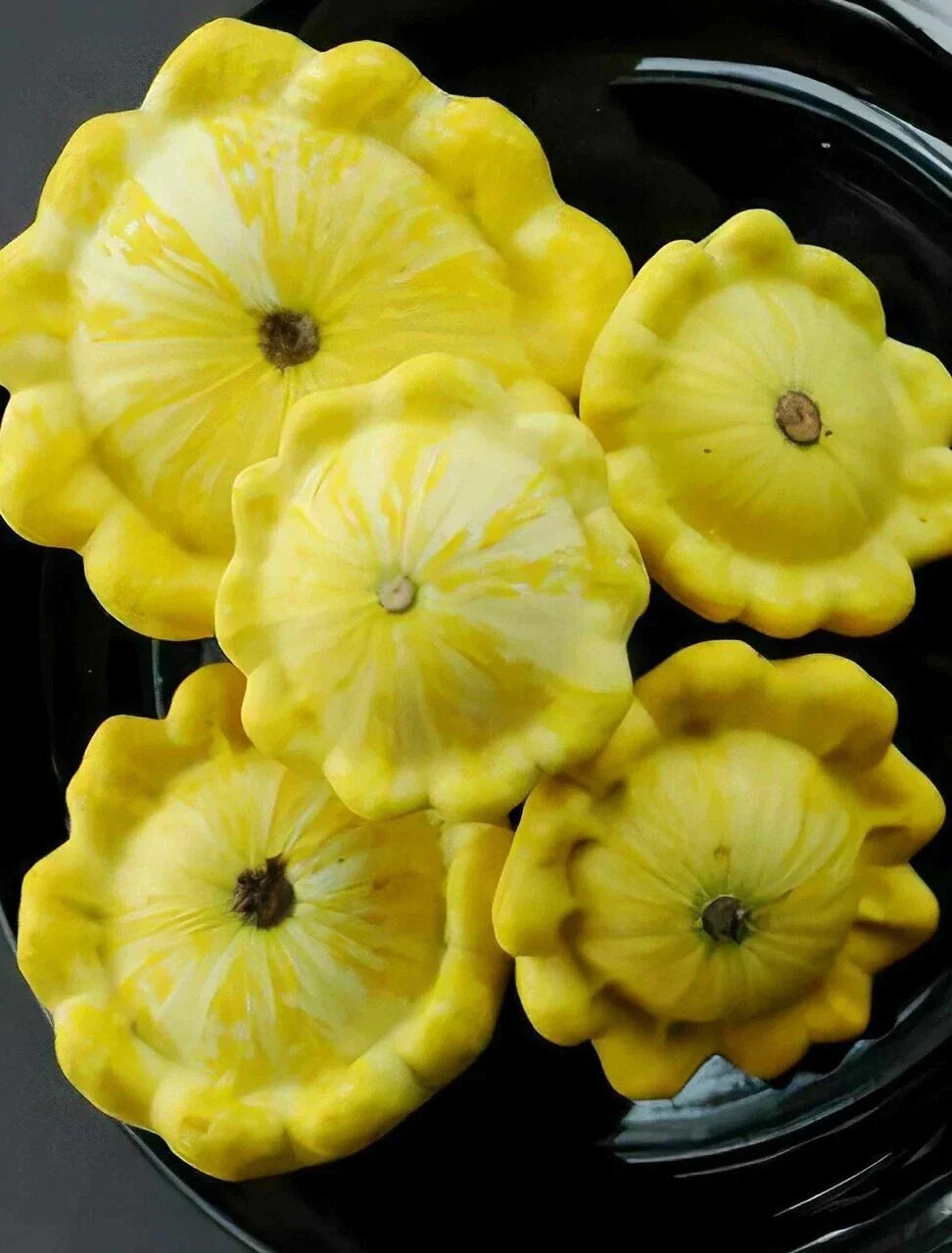 Yellow Bush Scallops Seeds – Cucurbita pepo Patty Pan Summer Squash, Golden Custard, 20-700 Seeds