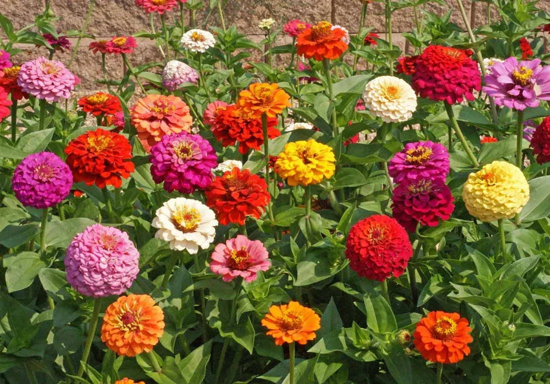 Bulk Zinnia Seeds - Heirloom Pumila Mix - Butterfly Attracting Wildflower - Zinnia elegans, 500 Seeds