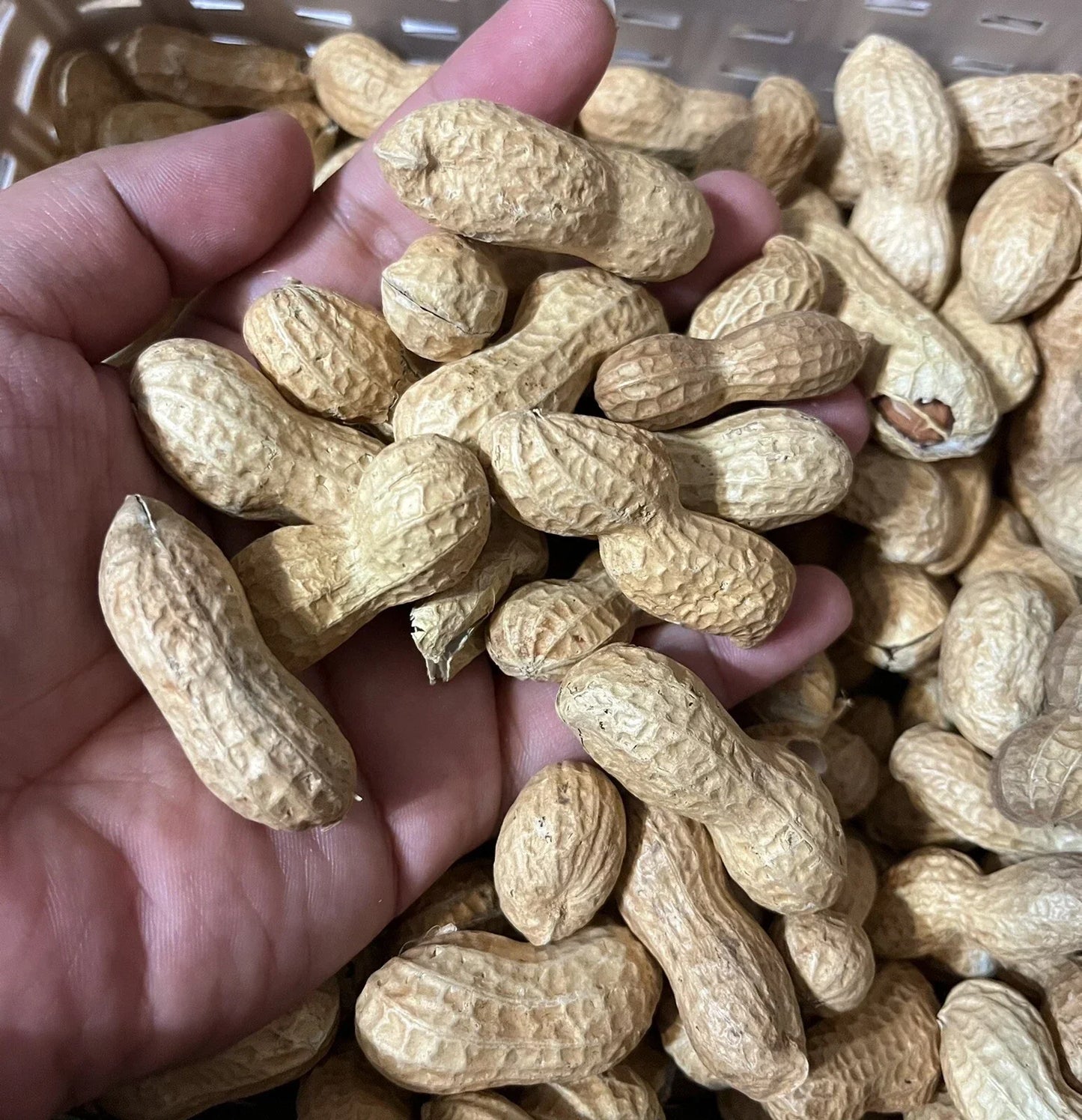 Virginia Jumbo Peanut Seeds - 40+ Non-GMO Arachis hypogaea for Home Gardening, High Yield, Easy to Grow