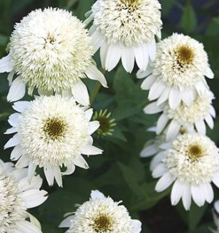 50 Milkshake Coneflower Seeds - Echinacea purpurea Perennial Flower Seeds with Vibrant Pink Blooms, Attracts Pollinators, USA Grown