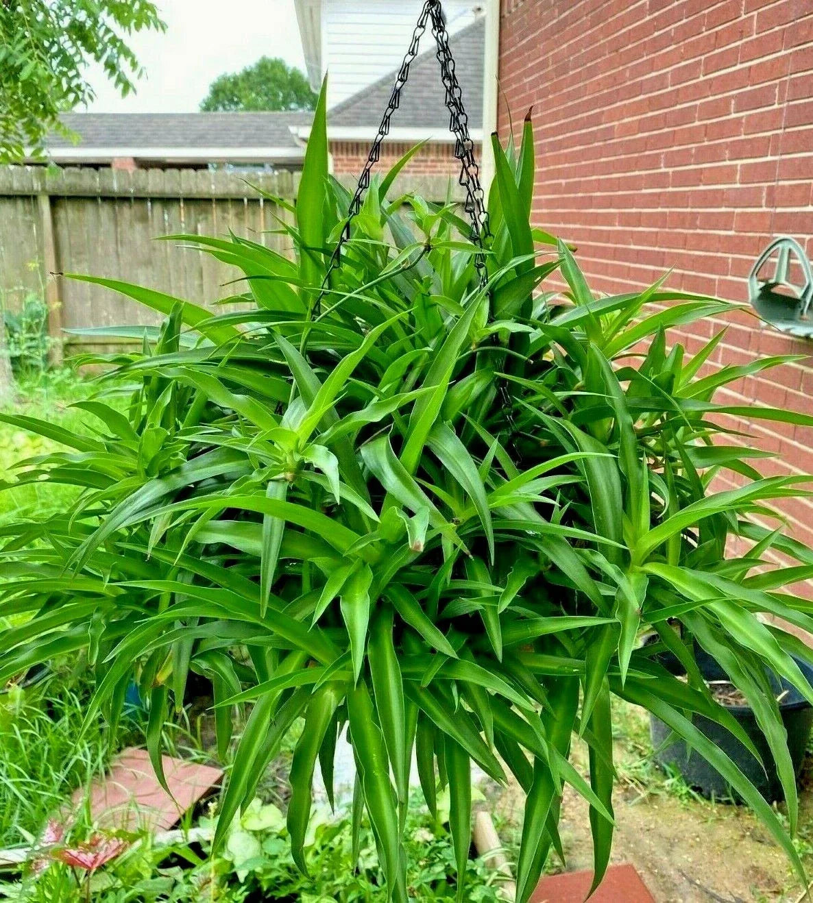 Spider Plant - 10 Bare Rooted Air-Purifying House Plants - All Green Chlorophytum comosum