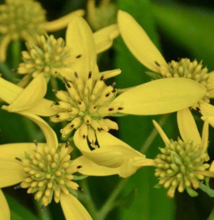 8 Wingstem Bare Root Live Plant – Organic Yellow Native Wildflower Verbesina alternifolia for Pollinator Gardens