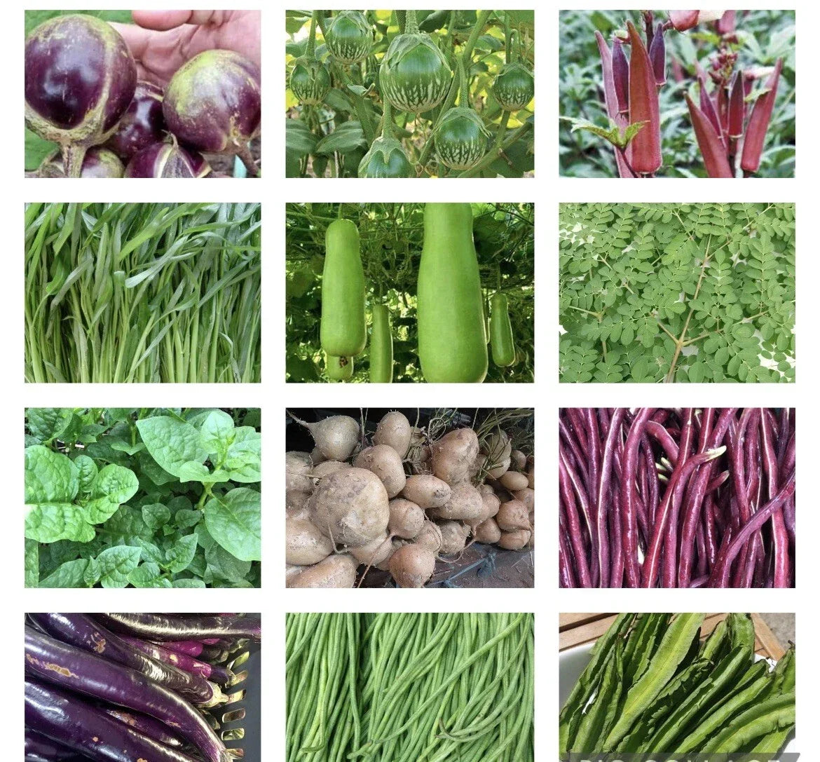 Asian Vegetable Seeds Set of 20 Packets, Non-GMO Heirloom Variety for Gardening, Organic Asian Cuisine Vegetables