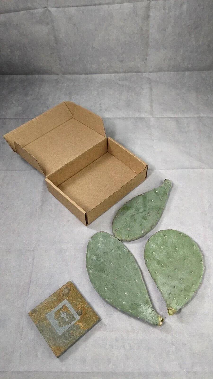 Spineless Prickly Pear Cactus Pads 3 Pack – Opuntia, Arizona Grown, Drought-Tolerant Succulents, Easy Care Desert Plants