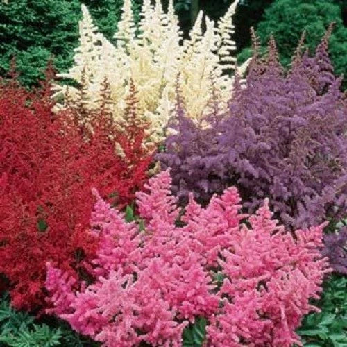 50 Astilbe Seeds - White Pink Red Perennial Flowers for Shade Gardens - Astilbe spp.