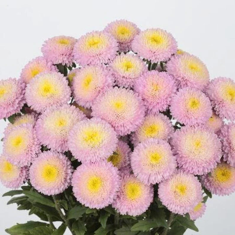 Bonita Shell Pink Aster Seeds – Symphyotrichum novae-angliae – Vibrant Pink Flowers for Pollinators – 30 Pack, USA Grown