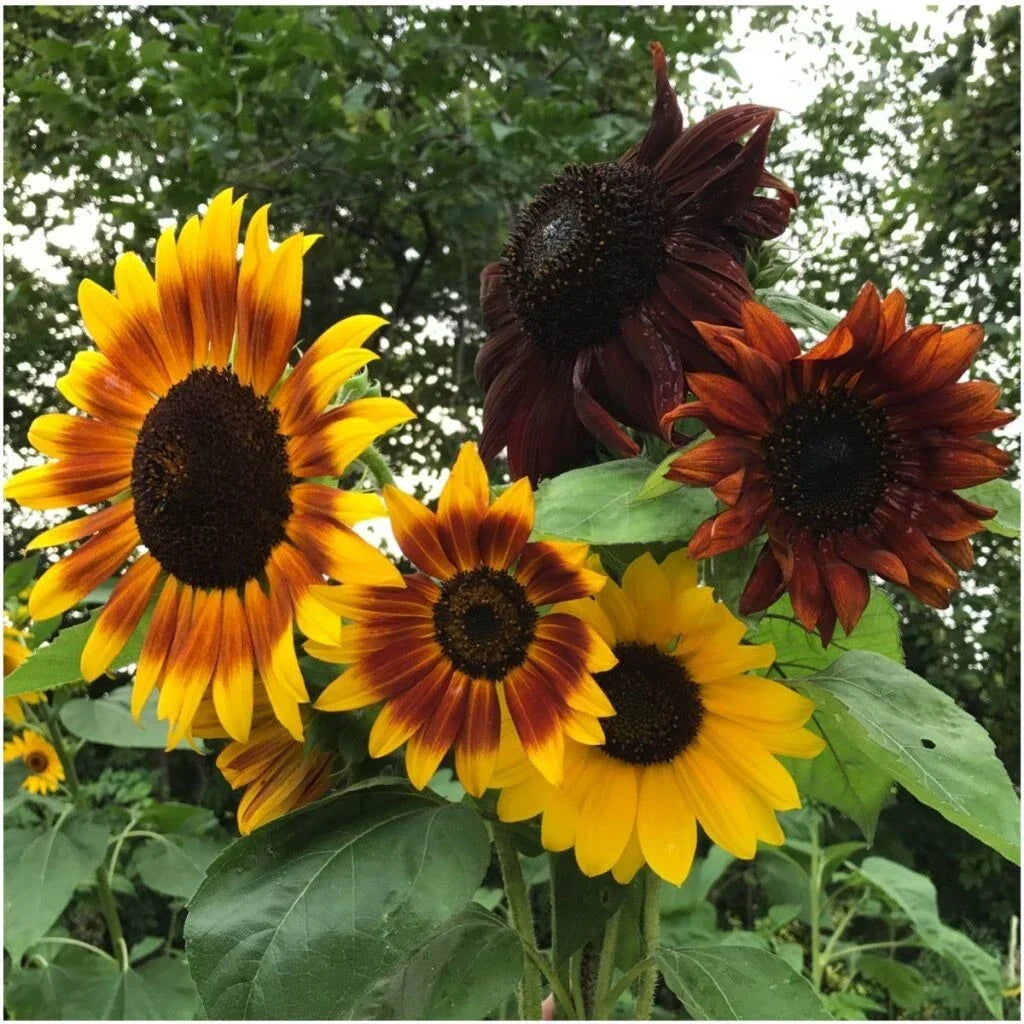 Autumn Beauty Sunflower Seeds – Organic Non-GMO Helianthus annuus – Vibrant Yellow & Burgundy Blooms for Garden, Pollinators & Cut Flowers