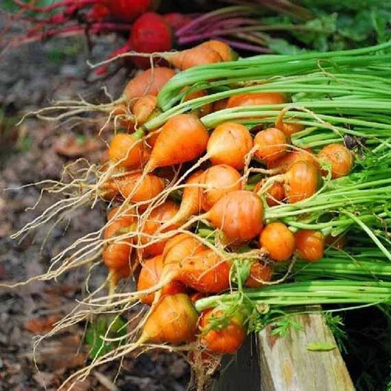 Thumbelina Carrot Seeds – 1000+ Non-GMO Heirloom Vegetable Seeds for Small Gardens & Containers – Daucus carota