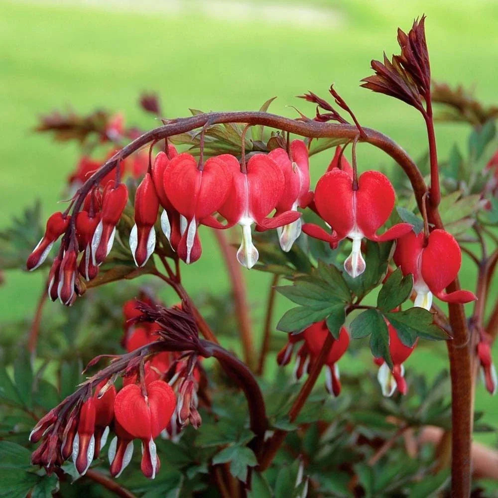 Red Bleeding Heart Seeds - Dicentra spectabilis, 25 Flower Seeds for Shade Gardens, Heart-Shaped Blooms, Easy to Grow, Attracts Pollinators