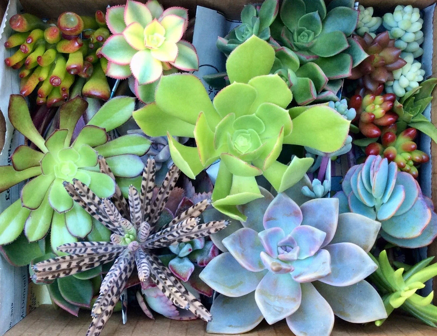 Assorted Succulent Cuttings - 35 Varieties for Planting & Decor - Easy Care Indoor Garden - Free Shipping