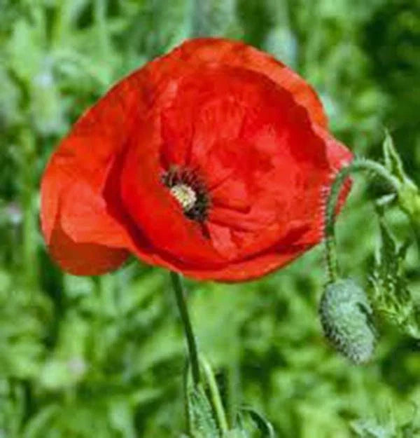 Flanders Poppy Seeds 1000 Pack, Bright Red Flowers, Papaver rhoeas, Wildflower, Garden Bed, Pollinator Attracting