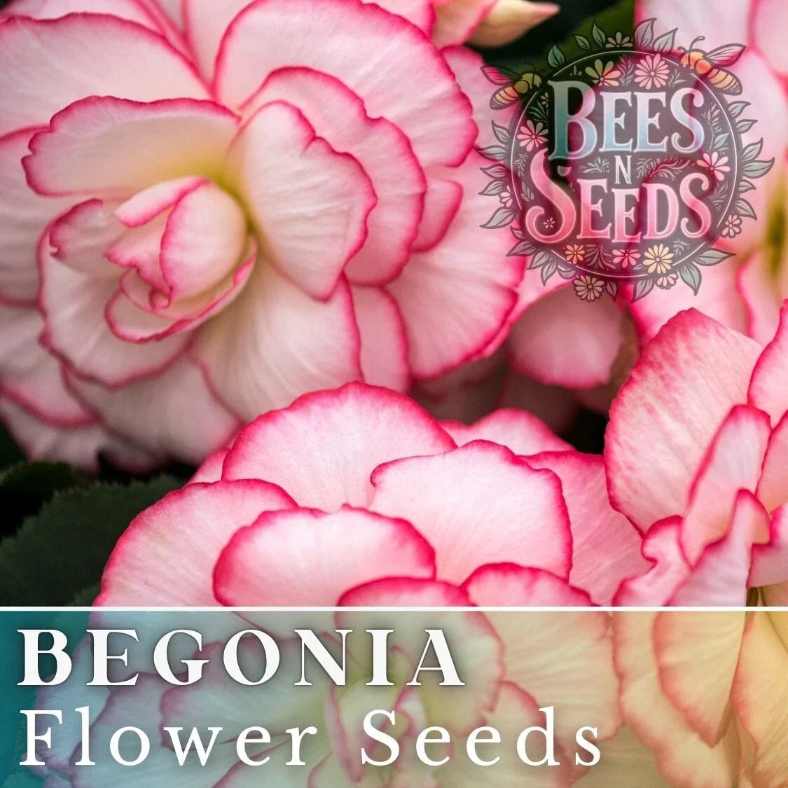 Pearl Aura Begonia Seeds – Non-GMO Flower Seeds for Indoor & Outdoor Gardening – Begonia x tuberhybrida, Pink & White Blooms, 45 or 125 Pack