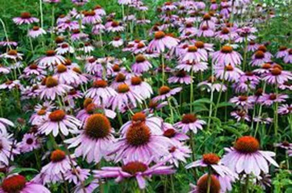 Purple Coneflower Seeds – 1000 Pack, Echinacea purpurea, Perennial Wildflower for Gardens, Pollinator Attractant, Easy to Grow