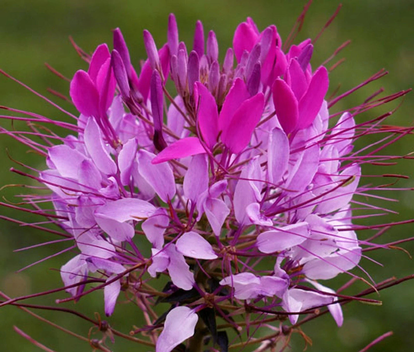 Violet Lilac Spider Seeds - Clome Spinosa Perennial Bee-Friendly Flower for Gardens and Borders - 100 Seeds