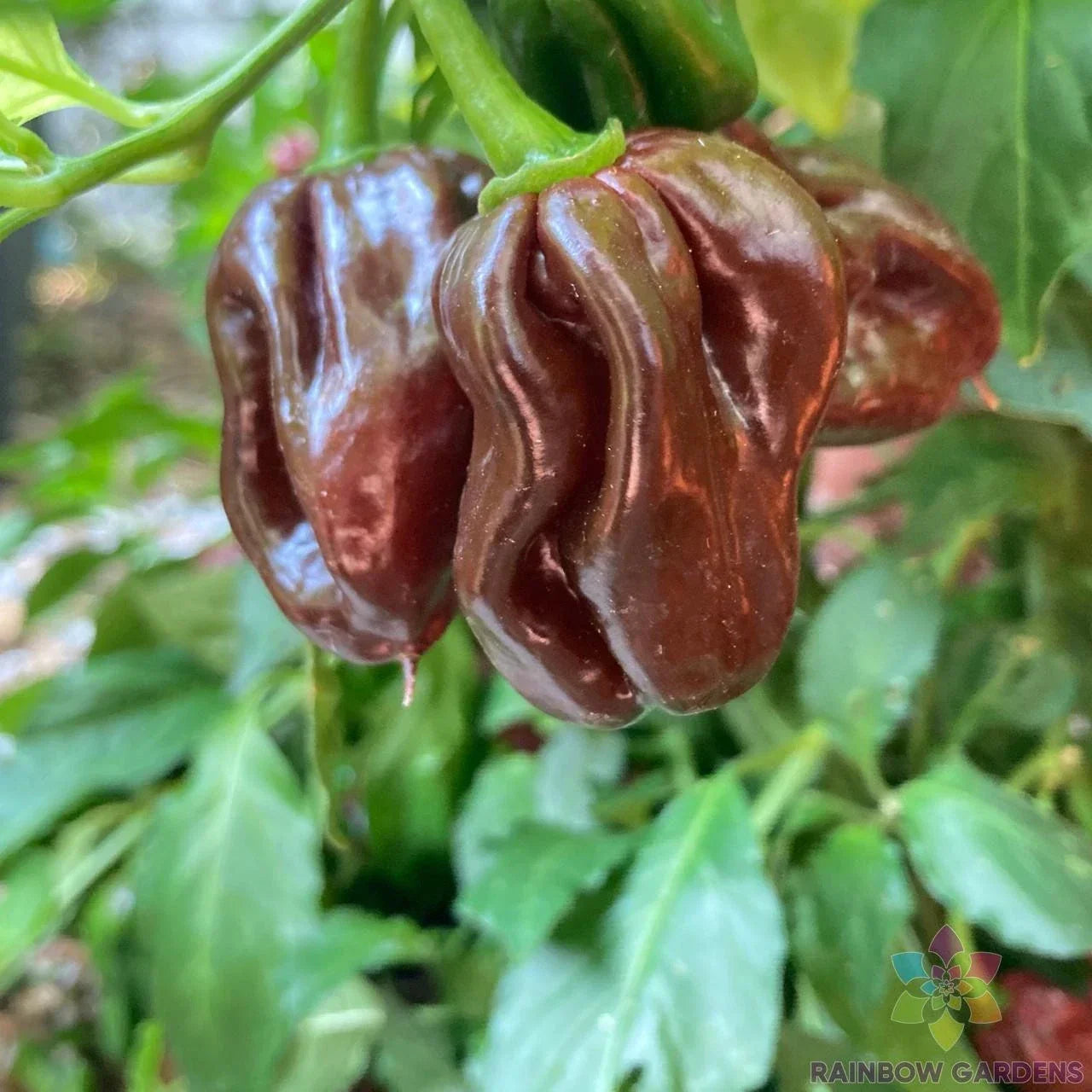 Jamaican Hot Chocolate Pepper Seeds - 25+ Premium Capsicum chinense for Garden, Hot Sauce, Spicy Peppers, Free Shipping