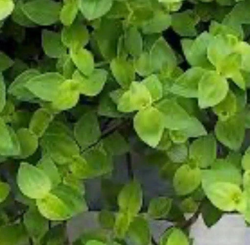 Dwarf Bolivian Wandering Jew Cuttings | Tradescantia Repens | 40 Propagation Plant Cuttings for Indoor & Outdoor Decor