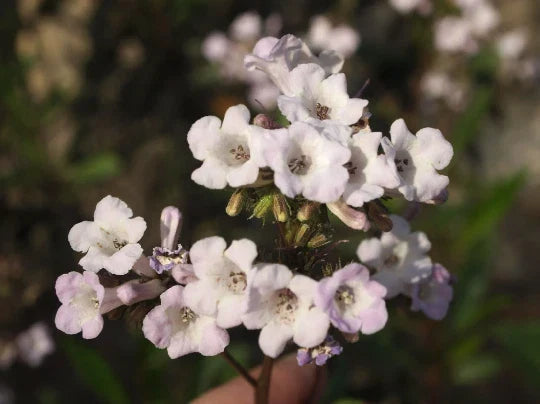 Yerba Santa Seeds - Organic Eriodictyon californicum for Herbal Tea & Remedies - Non-GMO, Perennial Herb, 20+ Seeds