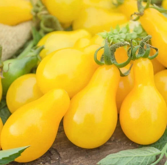 Yellow Pear Cherry Tomato Seeds - Non-GMO, Indeterminate, Solanum lycopersicum, 100+ Seeds for Home Garden, Sweet, Vibrant Color