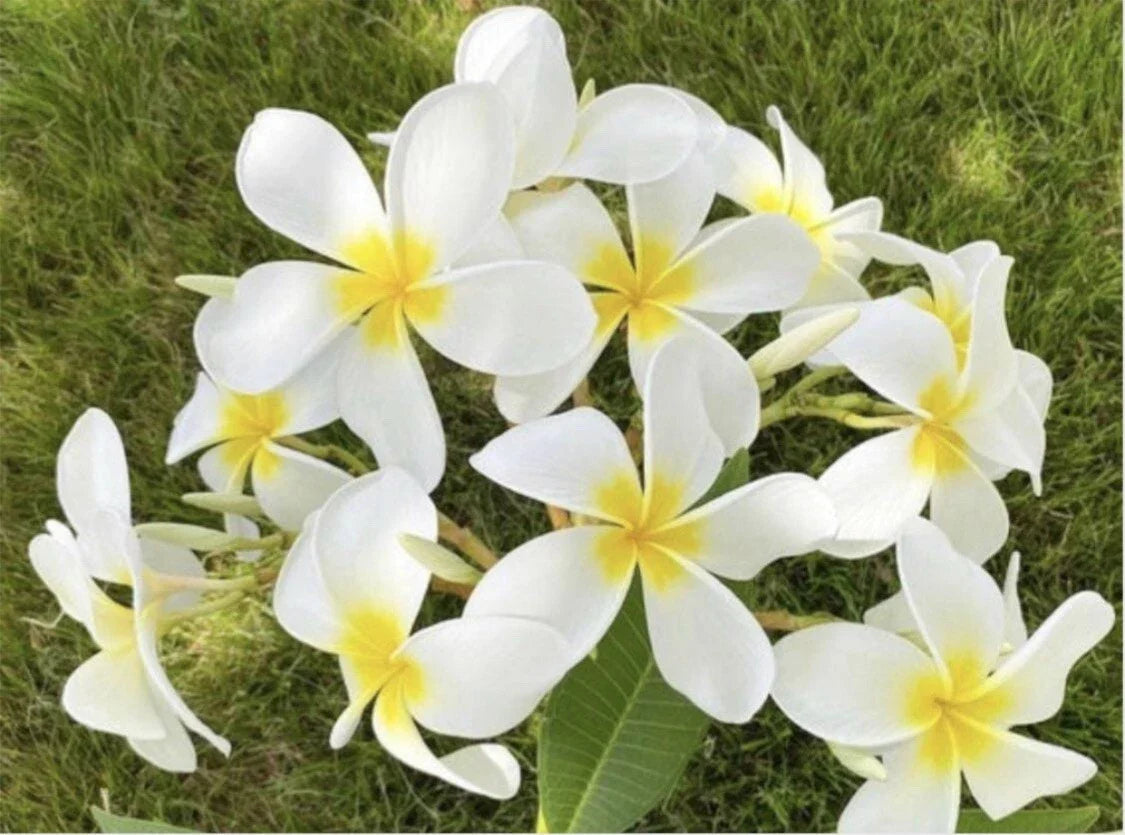 Rooted Plumeria Plant Cutting 21" Cloud 9 Large Flowers Frangipani (Plumeria) Tropical Garden Patio
