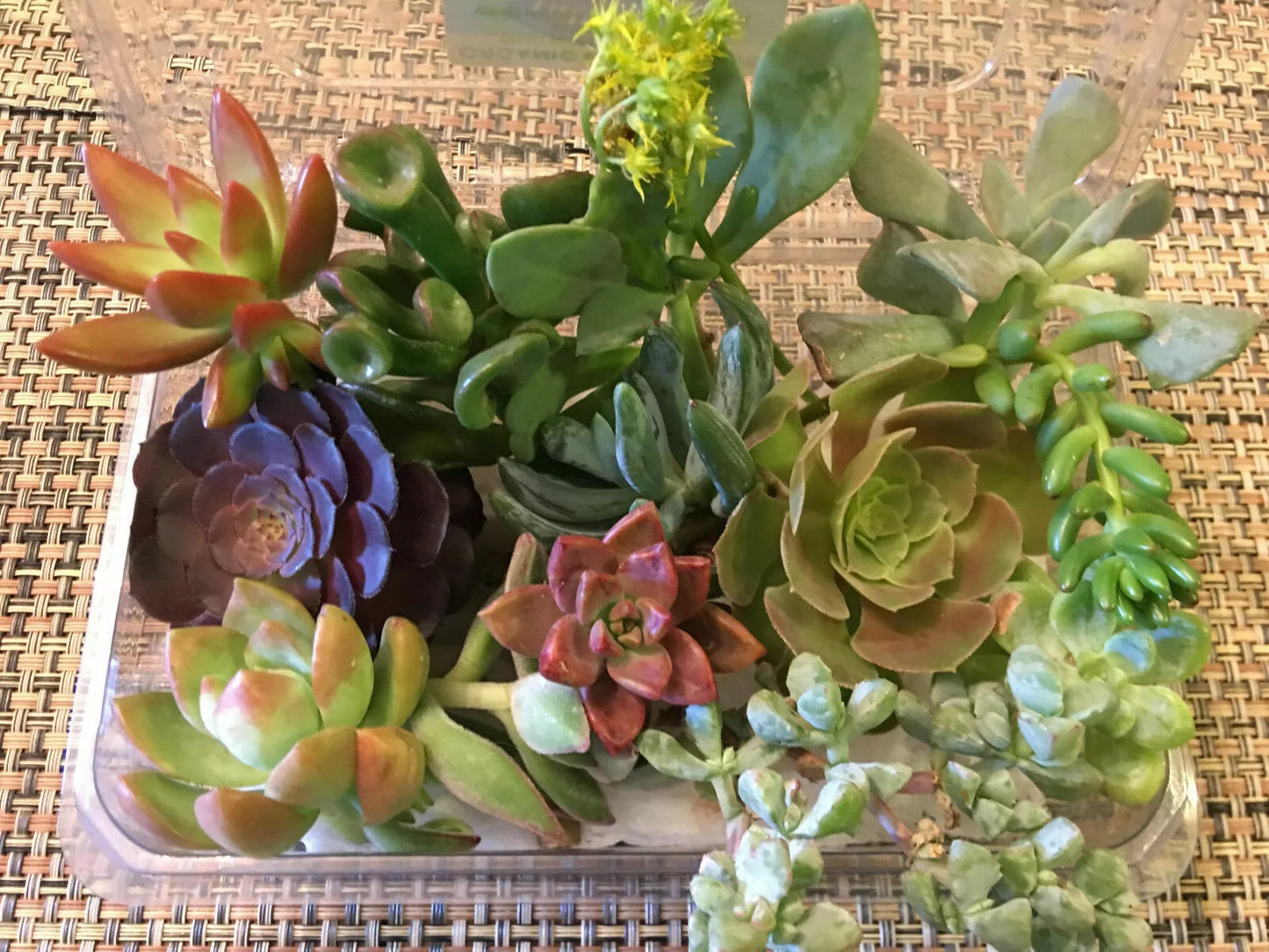 Succulent Cuttings Set of 12 – Prefix Variety for Propagation & Decor – Indoor & Outdoor Garden Plants