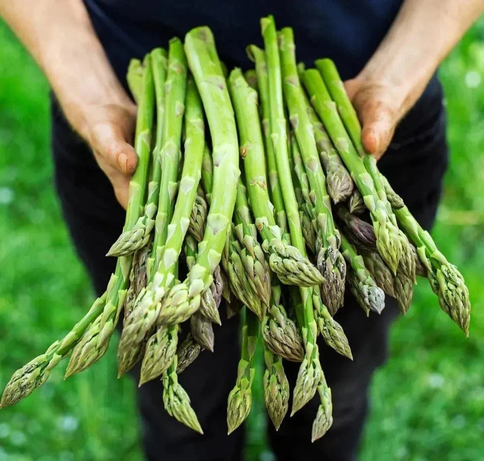 Asparagus Seeds - 1000+ Non-GMO Heirloom Mary Washington Organic Garden Planting Packet